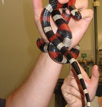 Lampropeltis triangulum sinaloae