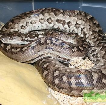 Epicrates striatus