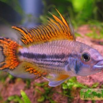 Apistogramma cacatuoides