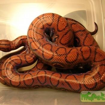 Epicrates cenchria