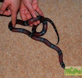 Lampropeltis triangulum conanti