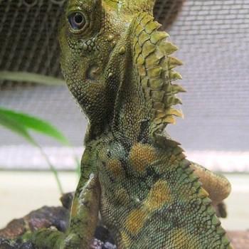 Gonocephalus chamaeleontinus