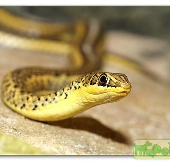 Psammophis sibilans