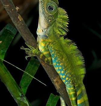 Gonocephalus grandis