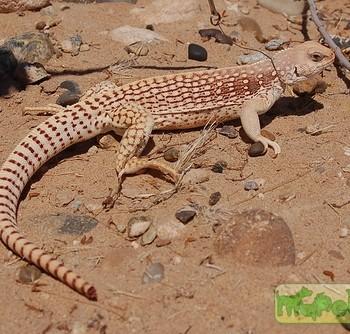 Dipsosaurus dorsalis