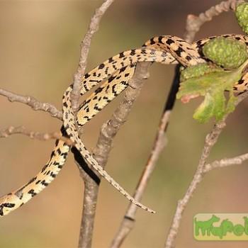 Elaphe scalaris
