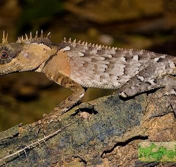 Acanthosaura armata