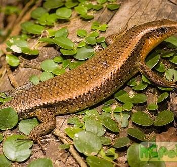 Mabuya multifasciata