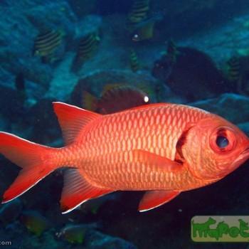 Myripristis murdjan