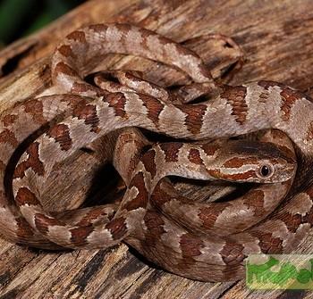 Boiga kraepelini