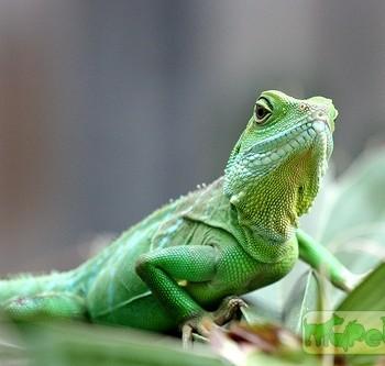 Physignathus cocincinus