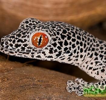 Gekko gecko
