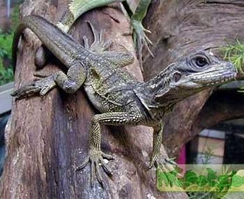 Hydrosaurus weberi