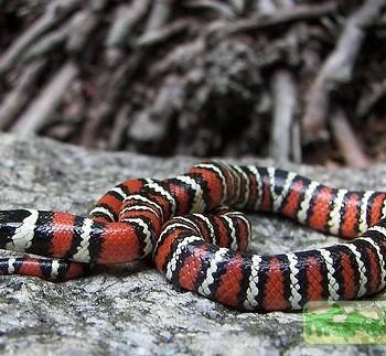 Lampropeltis zonata