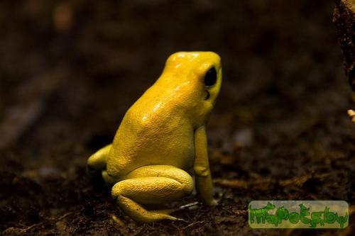 Phyllobates