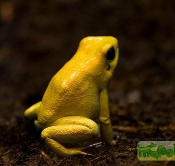 Phyllobates