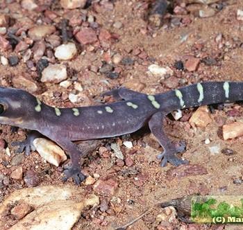Oedura monilis