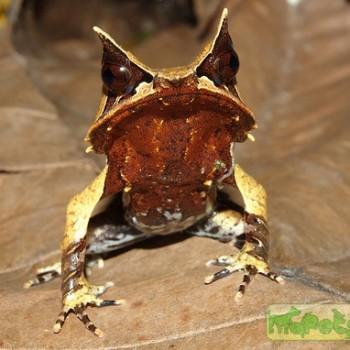 Megophrys nasuta