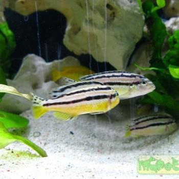 Pseudotropheus auratus