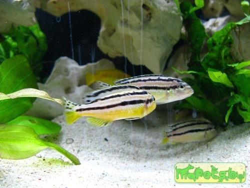Pseudotropheus auratus