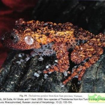 Theloderma gordoni