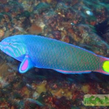 Thalassoma lunare