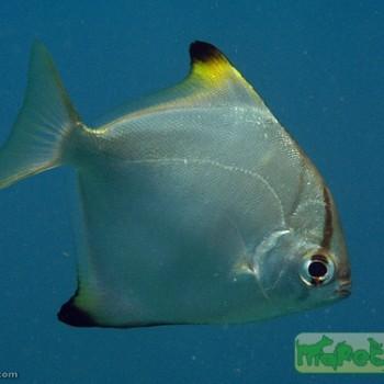 Monodactylus argenteus