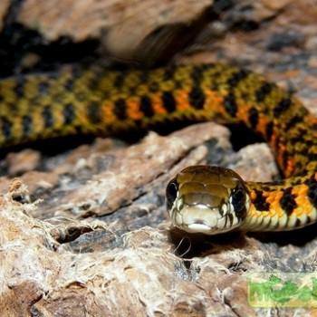 Rhabdophis tigrinus