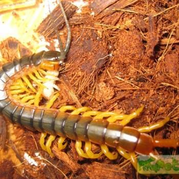 Ethmostigmus trigonopodus