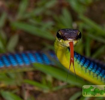 Dendrelaphis cyanochloris