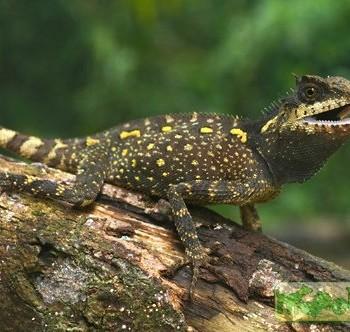 Acanthosaura crucigera