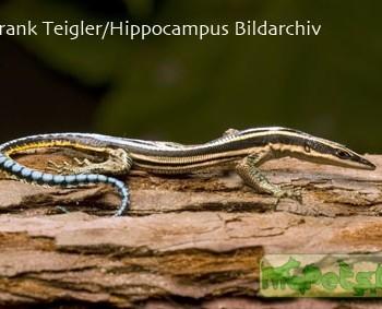 Holaspis guentheri