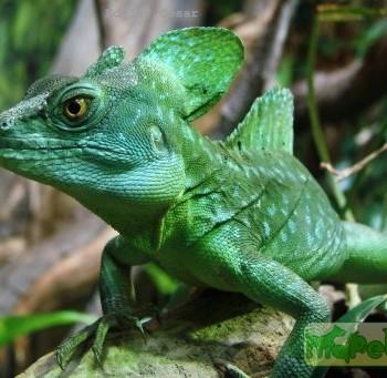 Basiliscus plumifrons