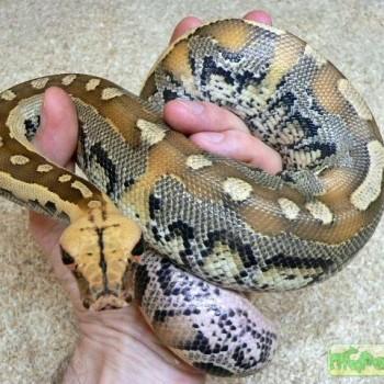 Python breitensteini