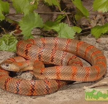 Lampropeltis mexicana thayeri