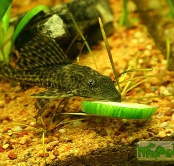 Hypostomus plecostomus