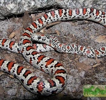 Lampropeltis mexicana mexicana
