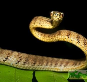 Pareas carinatus