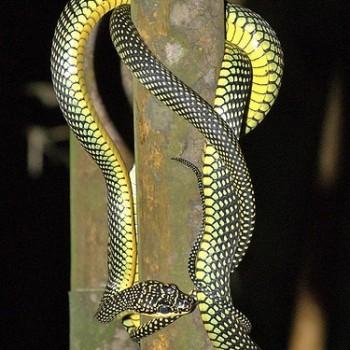 Chrysopelea paradisi
