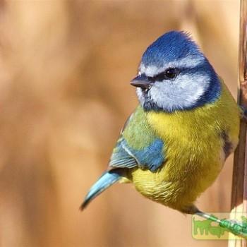 Cyanistes caeruleus