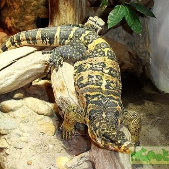 Varanus salvator