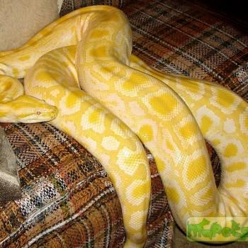 Python molurus