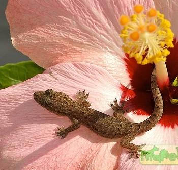 Hemidactylus