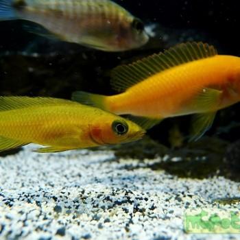 Neolamprologus leleupi