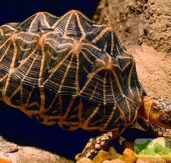Geochelone elegans