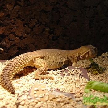 Uromastyx aegyptia