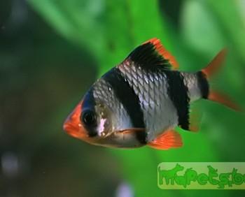 Barbus tetrazona