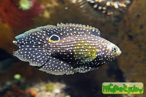 Calloplesiops altivelis