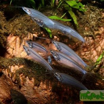 Kryptopterus bicirrhis