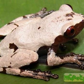 Theloderma licin